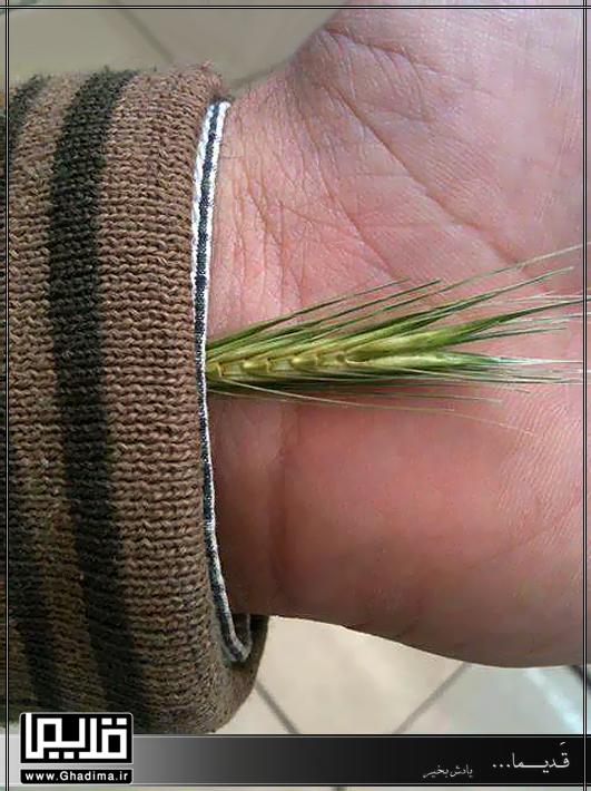 گیر کردن گیاه گندم شکل در لباس