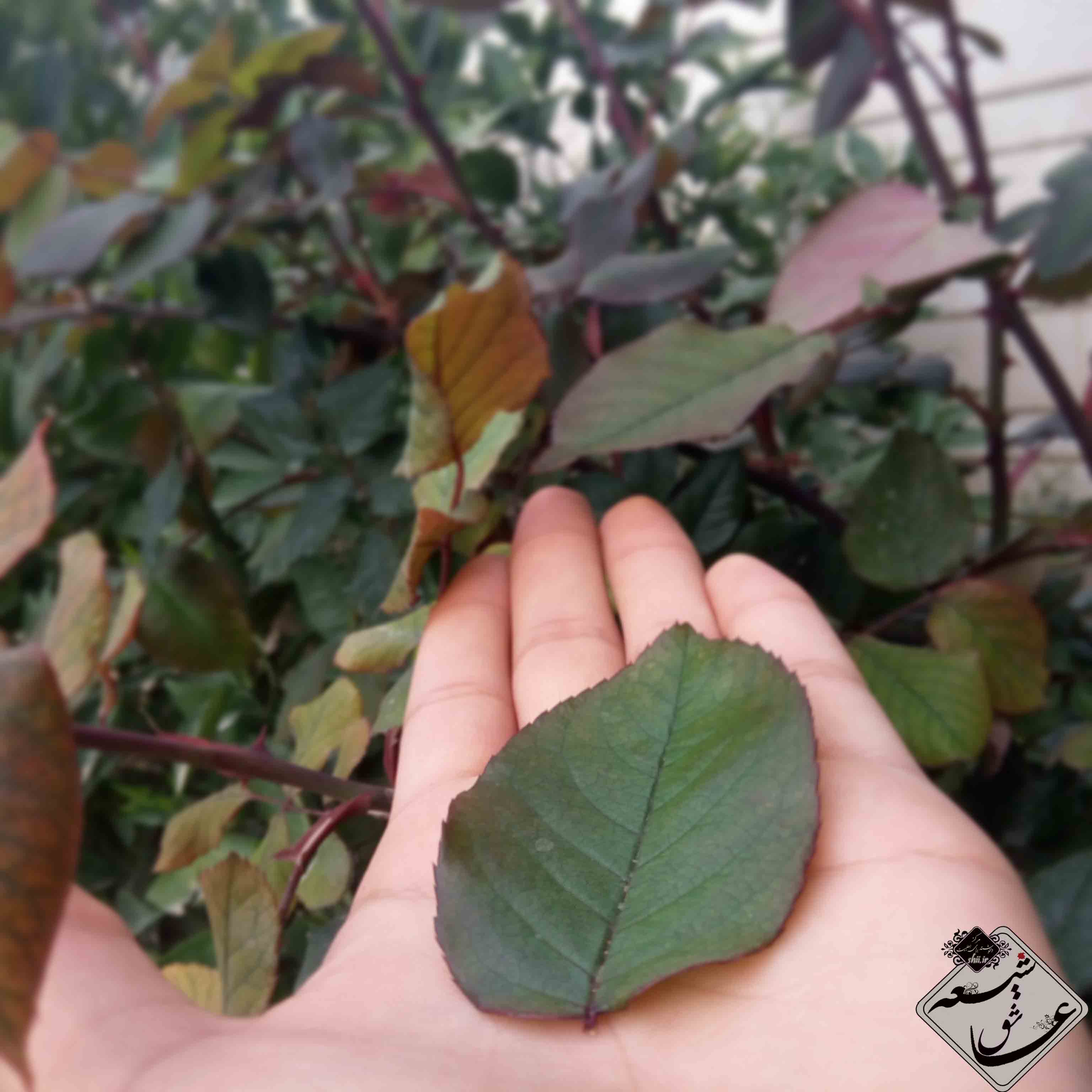 شیعه عاشق، مرکز دلنوشته برای اهلبیت