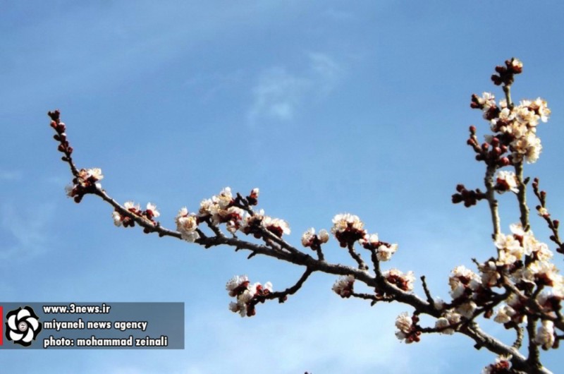 http://s6.picofile.com/file/8178399026/news_miyaneh_4_.jpg