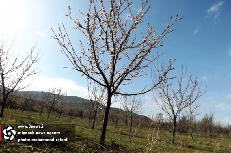 http://s6.picofile.com/file/8178399200/news_miyaneh_9_.jpg