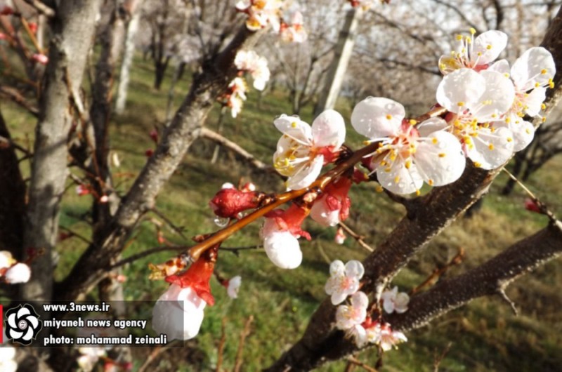 http://s6.picofile.com/file/8178399318/news_miyaneh_15_.jpg
