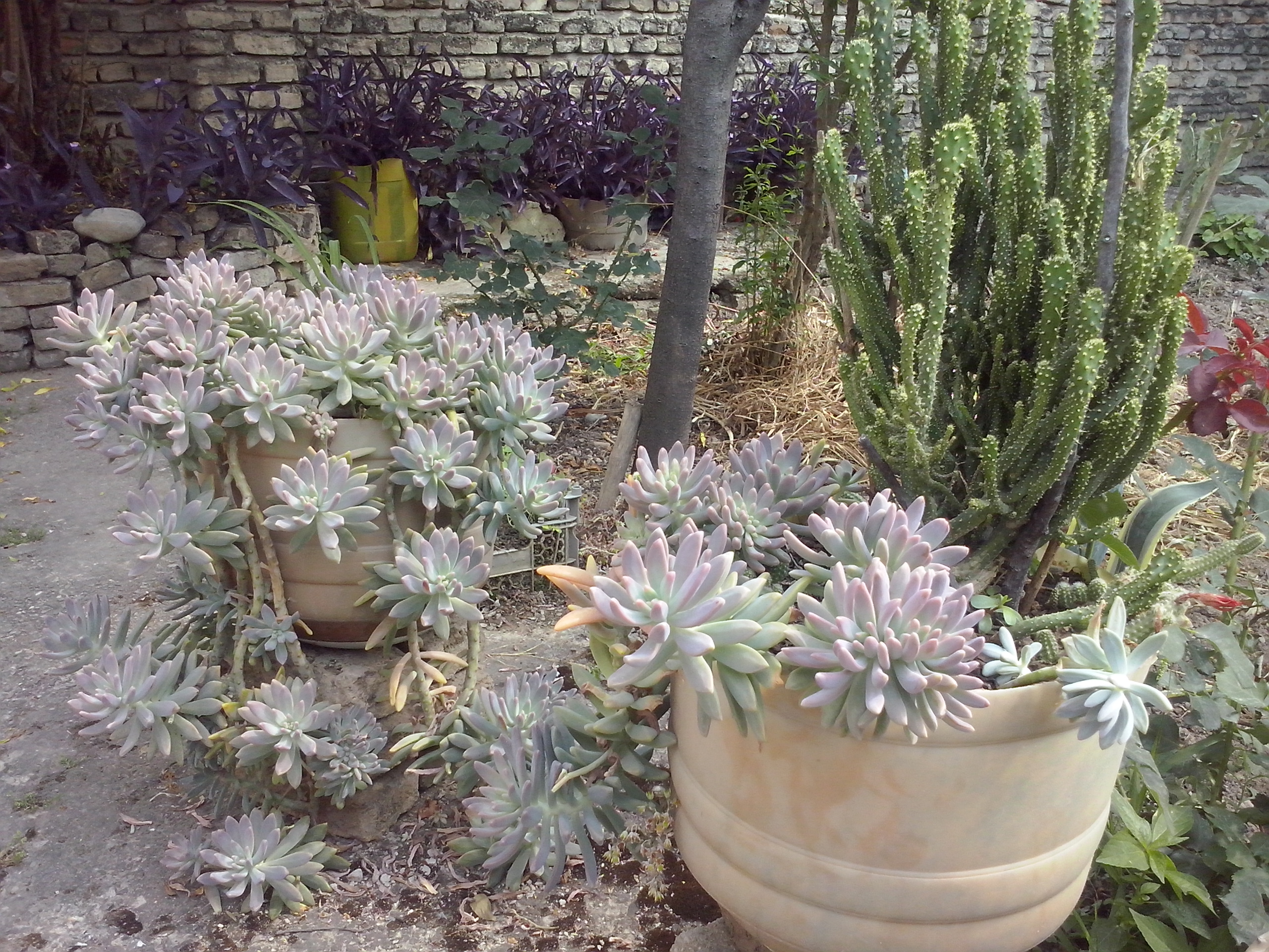CAM00256.jpg