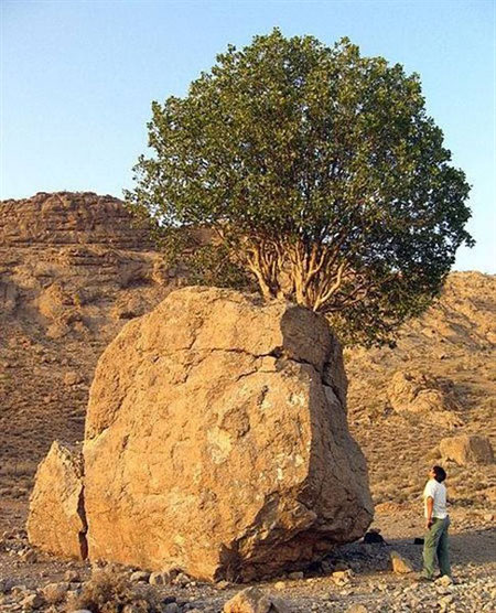 عجیب ترین درخت ایران