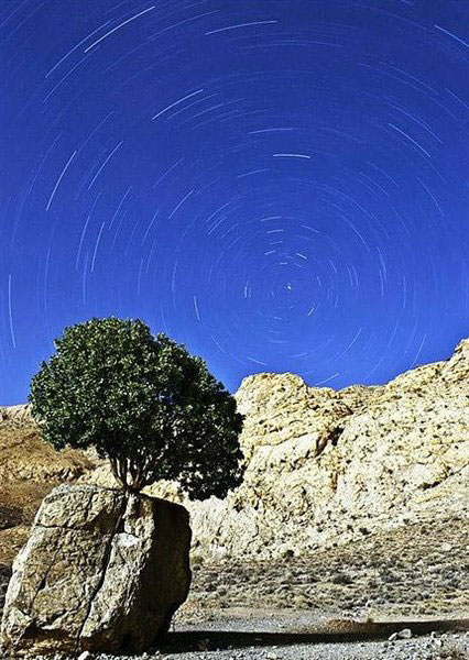 عجیب ترین درخت ایران