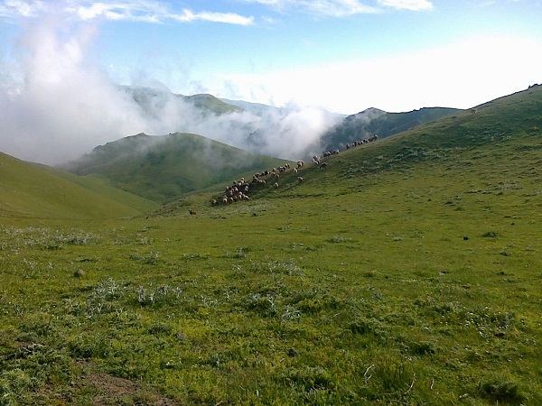 حور