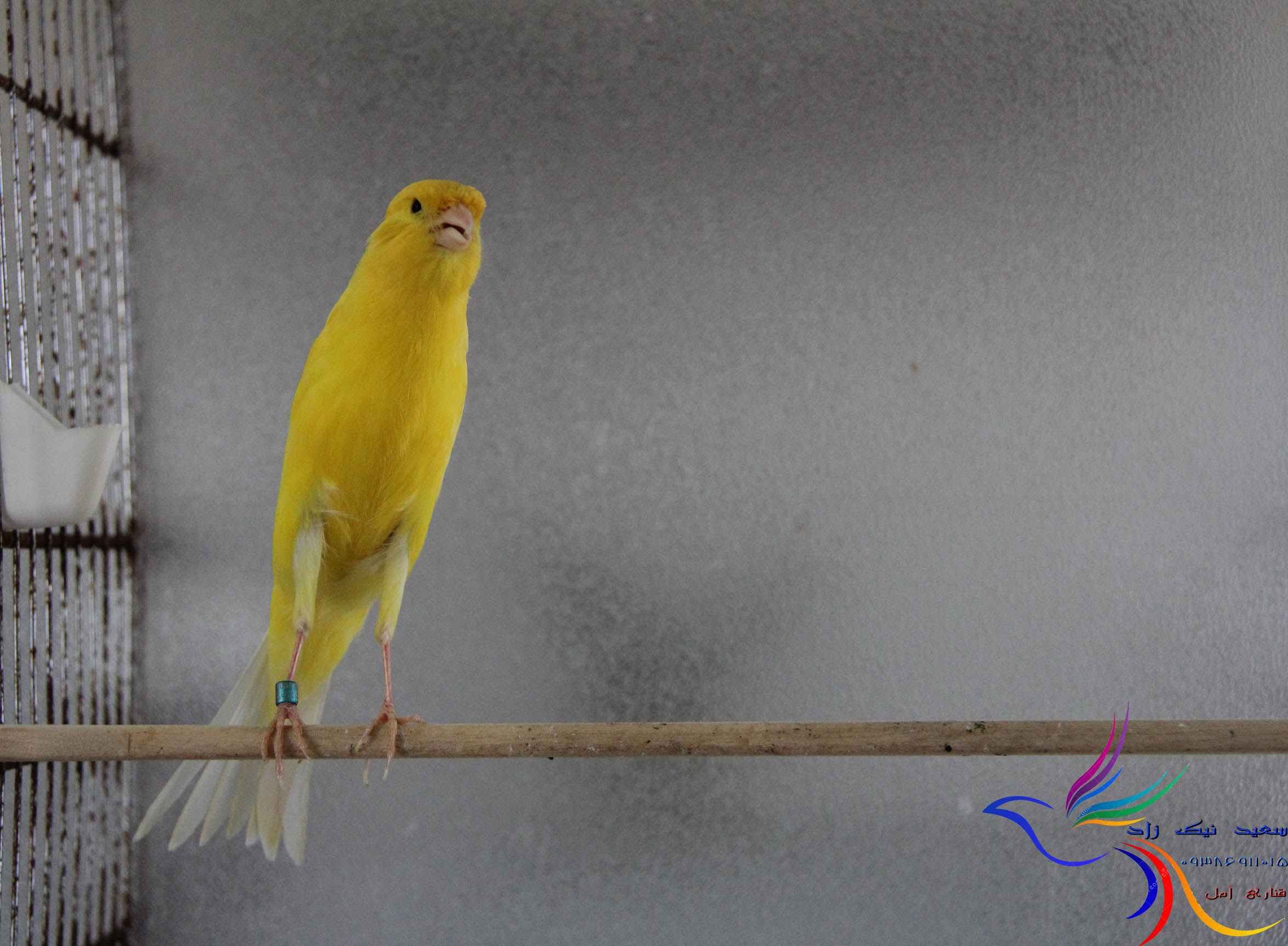 قناری سعید نیک زاد - saeed nikzad canary قناری سعید نیک زاد - saeed nikzad canary