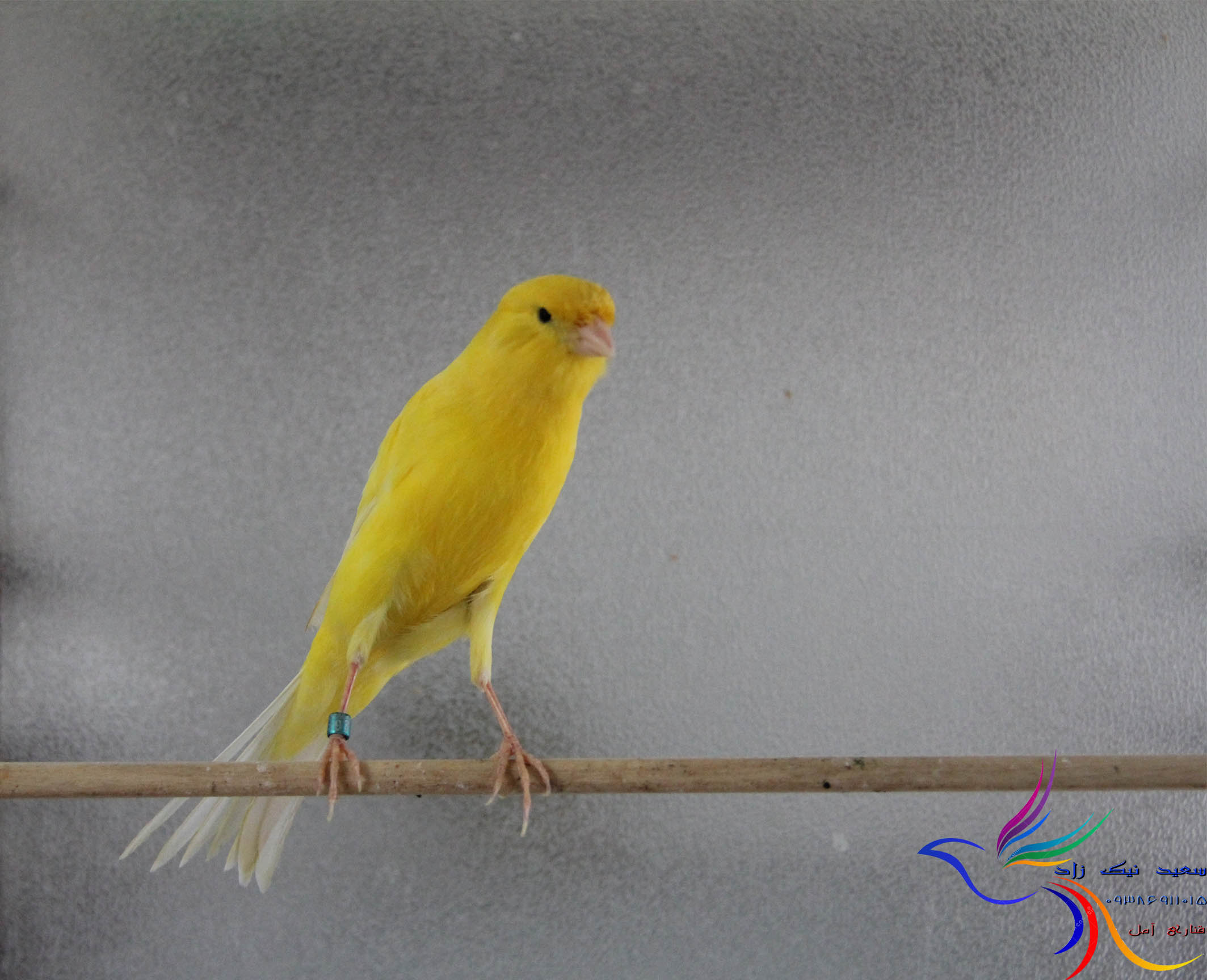 قناری سعید نیک زاد - saeed nikzad canary قناری سعید نیک زاد - saeed nikzad canary