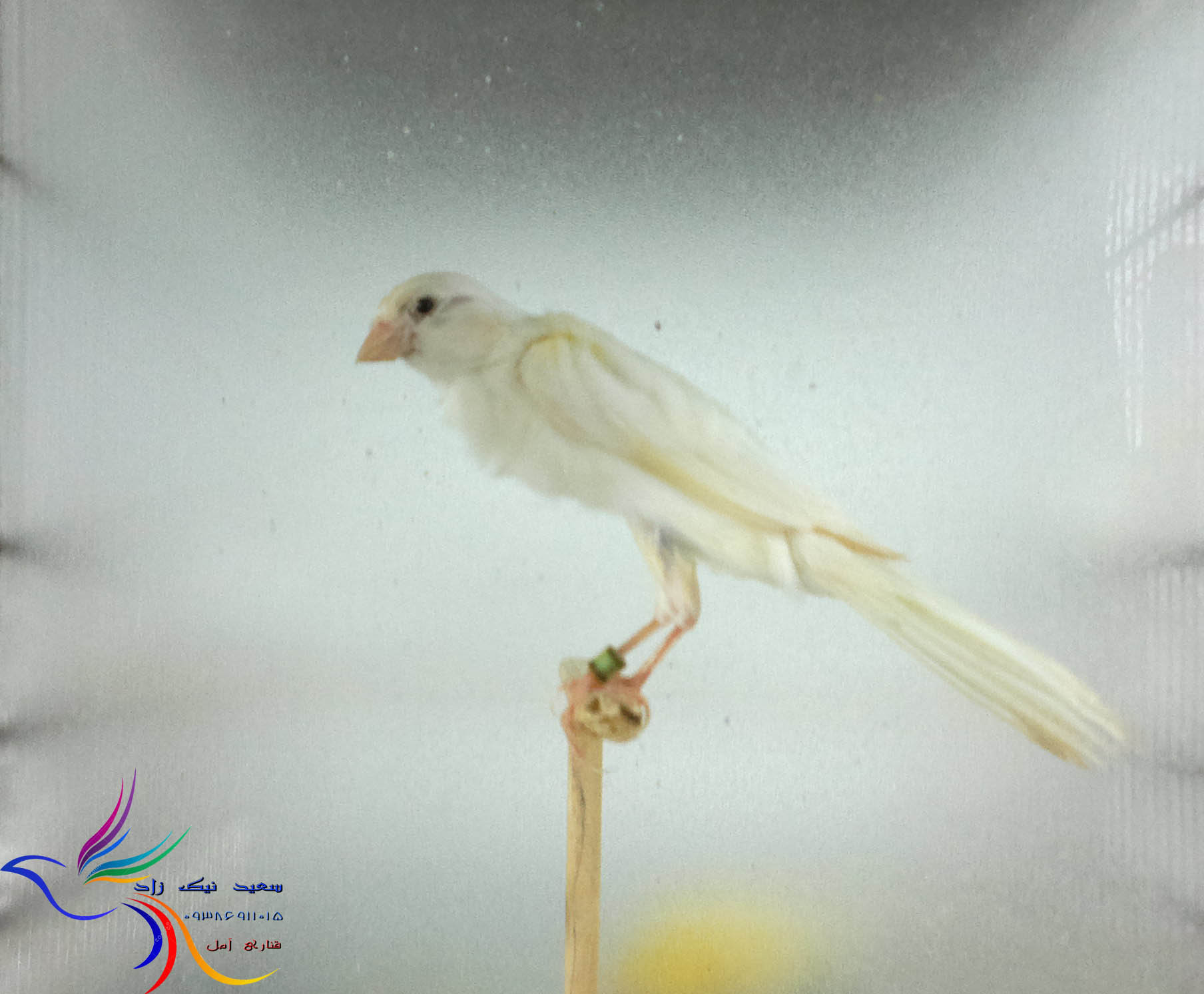 قناری سعید نیک زاد - saeed nikzad canary قناری سعید نیک زاد - saeed nikzad canary