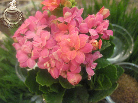 http://s6.picofile.com/file/8180799950/IMG_0325.JPG