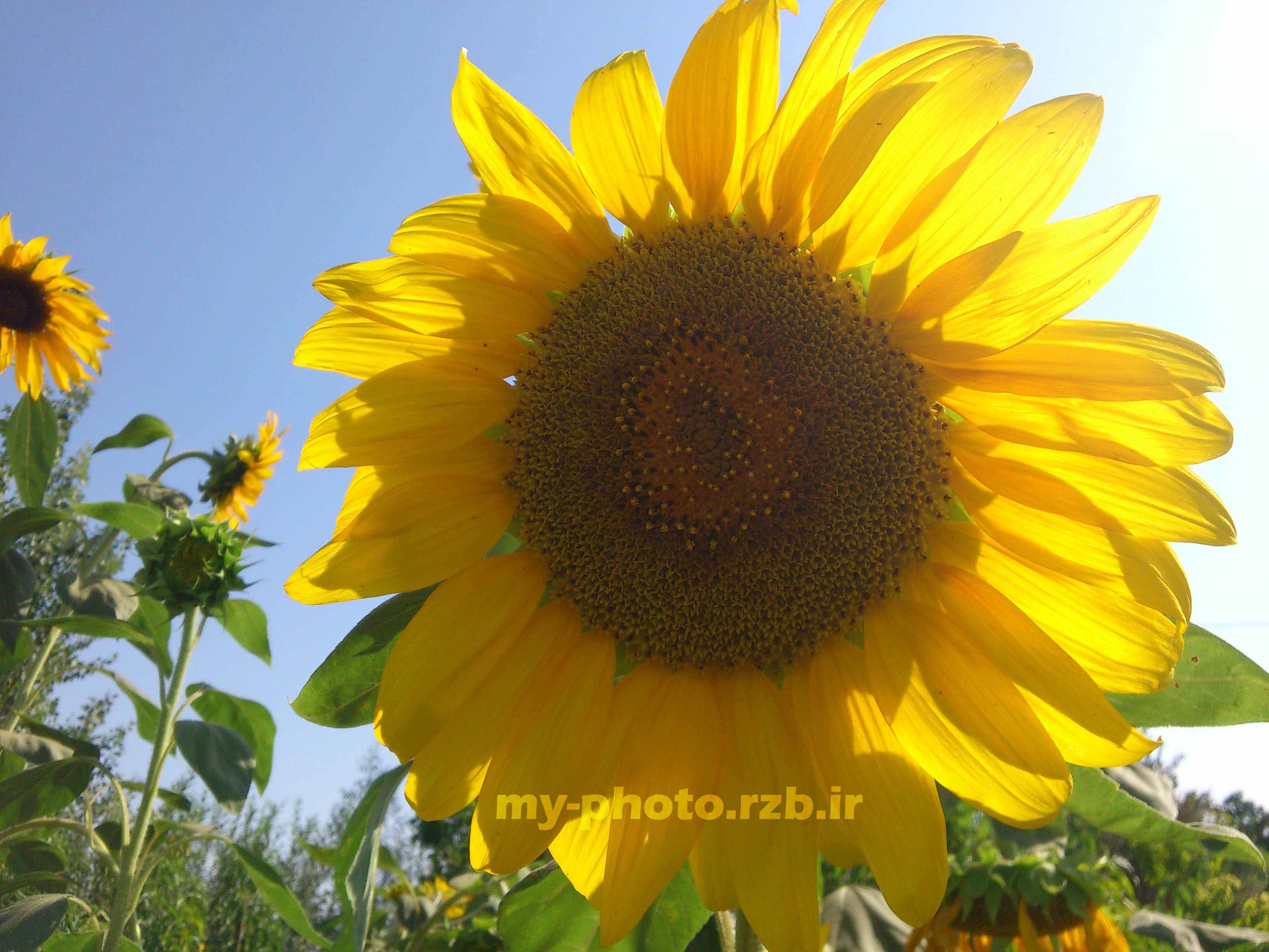 عکس4:«گل آفتابگردان»