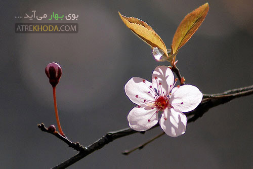 بوی بهار - عطر خدا www.atrekhoda.com