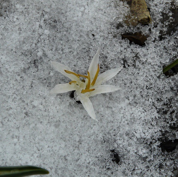 گل روییده میان برف و یخ