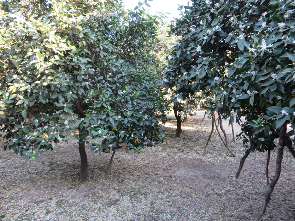 شکوفه بهاری