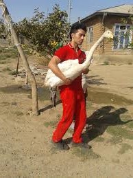 شکار در بیله سوار