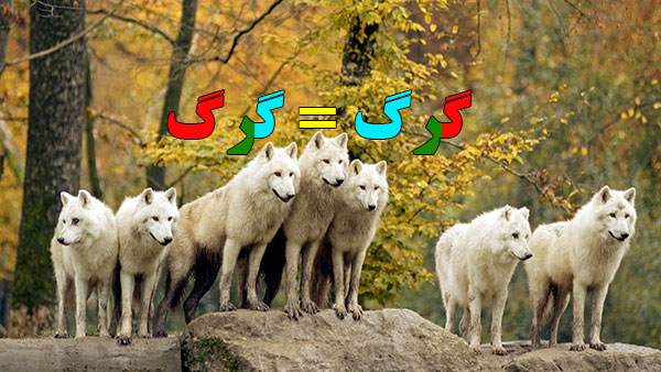 گرگ