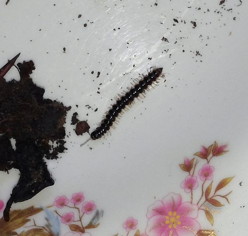 تصویر پرسش و پاسخ گیاه