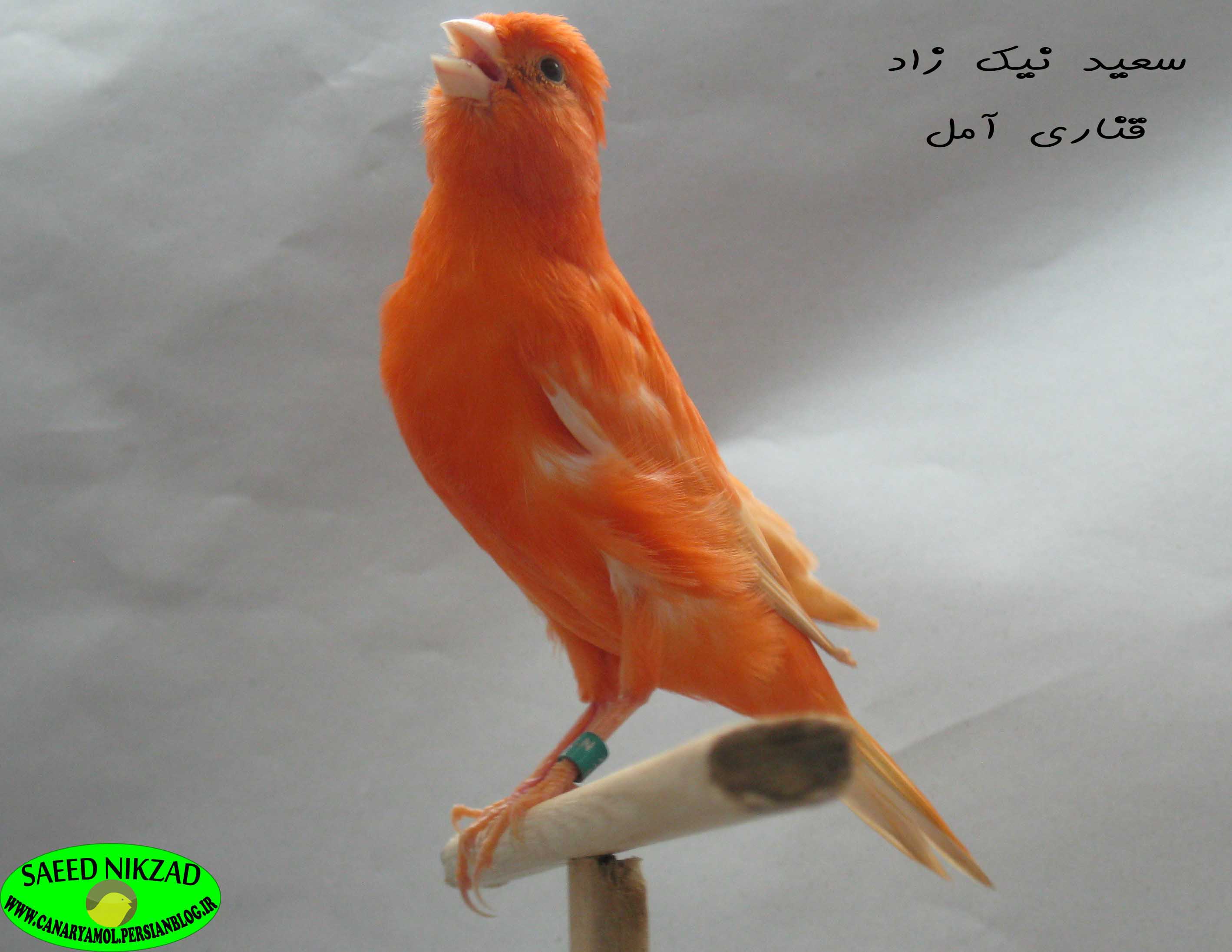 قناری سعید نیک زاد - saeed nikzad canary قناری سعید نیک زاد - saeed nikzad canary