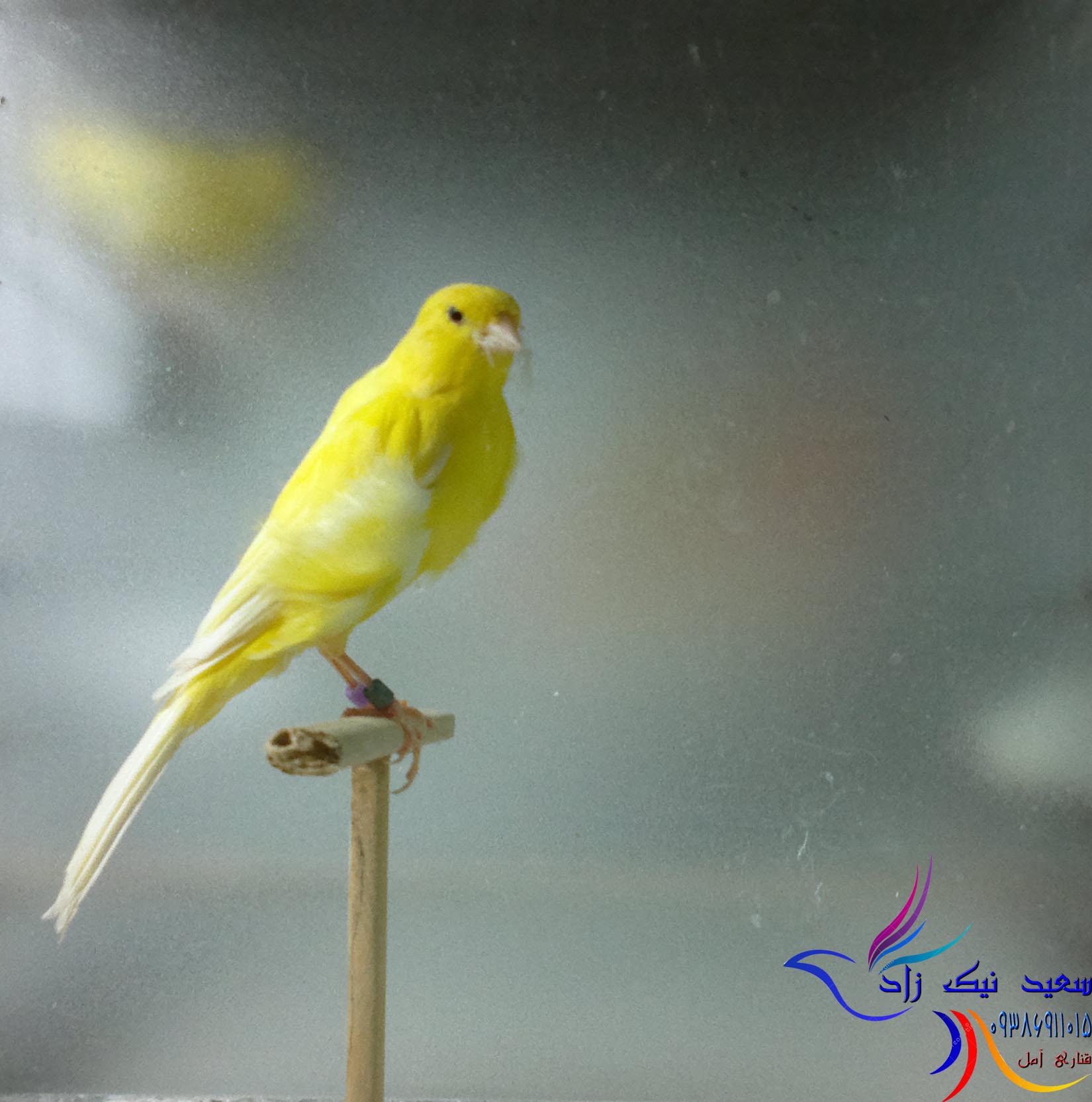 قناری سعید نیک زاد - saeed nikzad canary قناری سعید نیک زاد - saeed nikzad canary