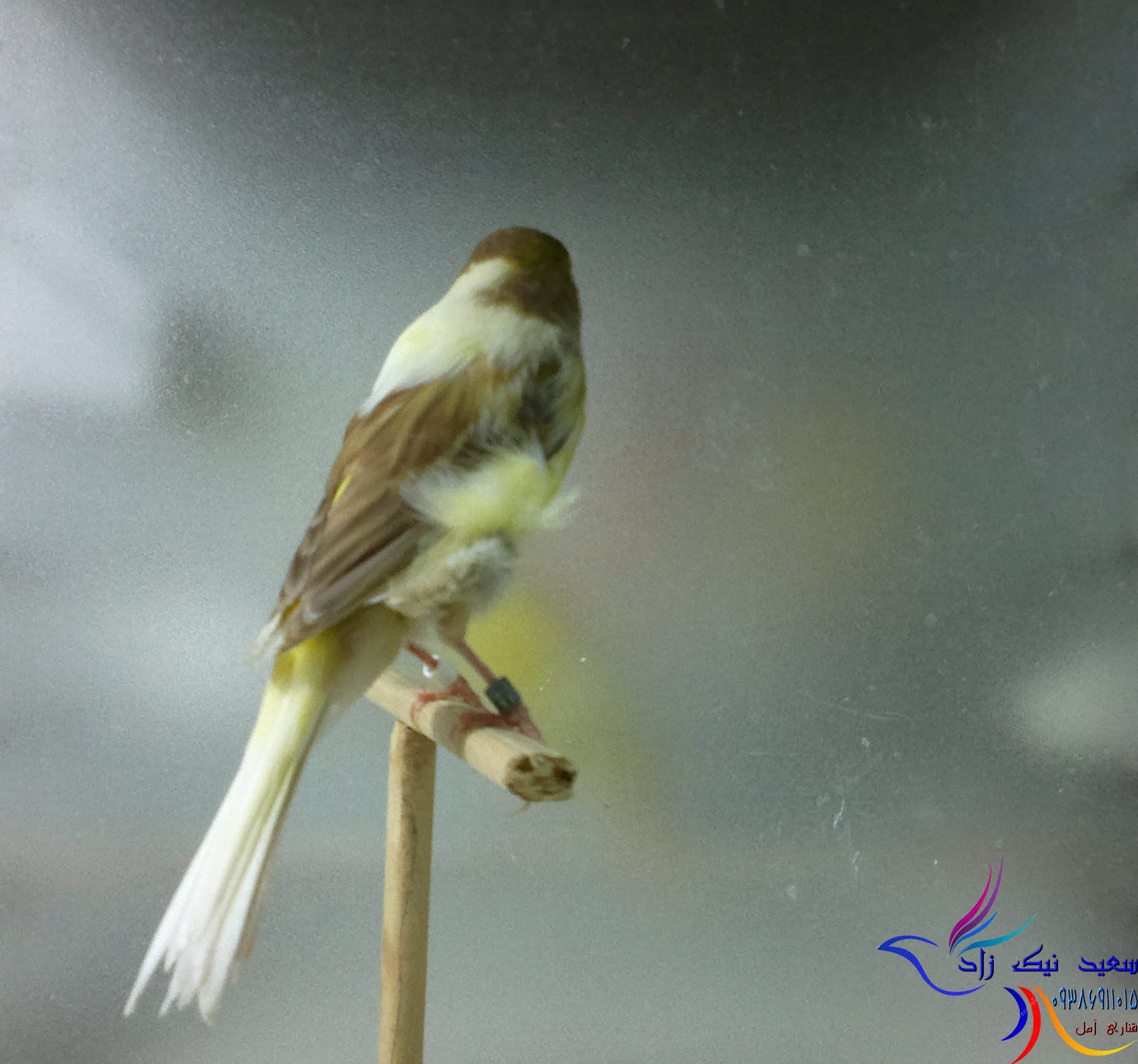 قناری سعید نیک زاد - saeed nikzad canary قناری سعید نیک زاد - saeed nikzad canary