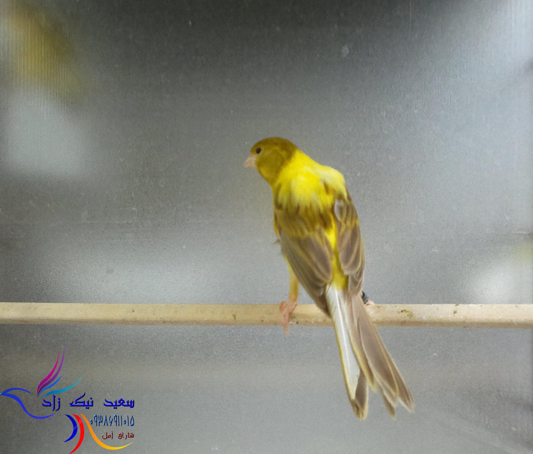 قناری سعید نیک زاد - saeed nikzad canary قناری سعید نیک زاد - saeed nikzad canary