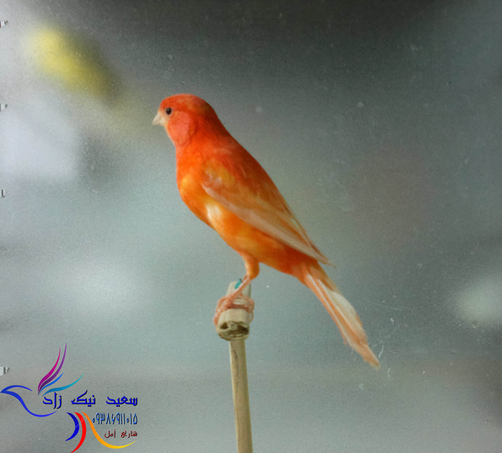 قناری سعید نیک زاد - saeed nikzad canary قناری سعید نیک زاد - saeed nikzad canary
