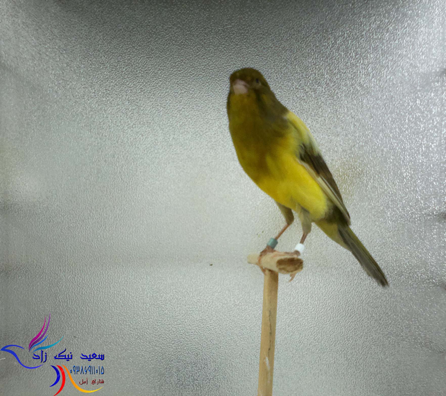 قناری سعید نیک زاد - saeed nikzad canary قناری سعید نیک زاد - saeed nikzad canary