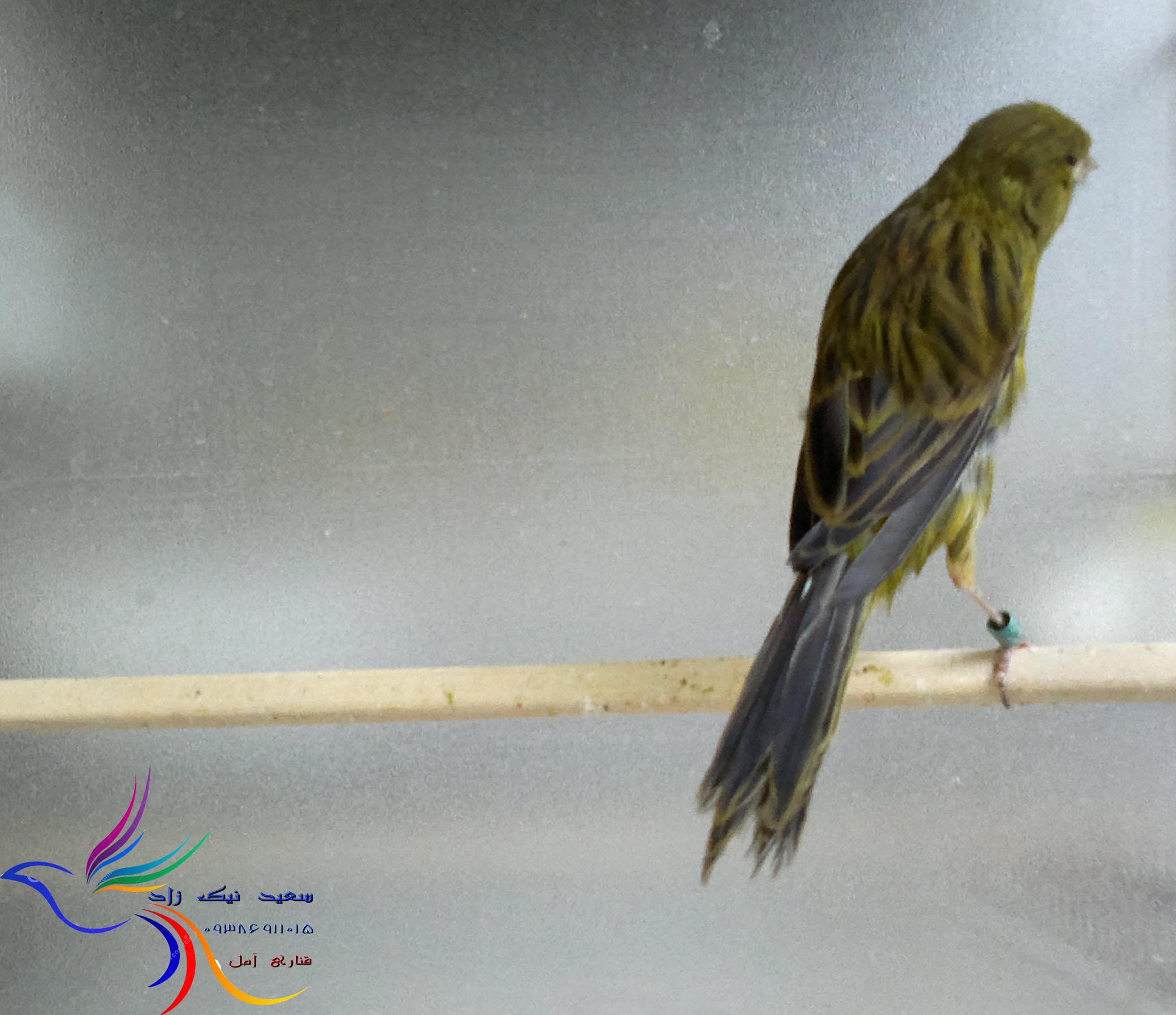 قناری سعید نیک زاد - saeed nikzad canary قناری سعید نیک زاد - saeed nikzad canary