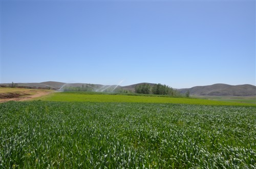 کشاورزی مشهد کاوه روستای مشهد کاوه