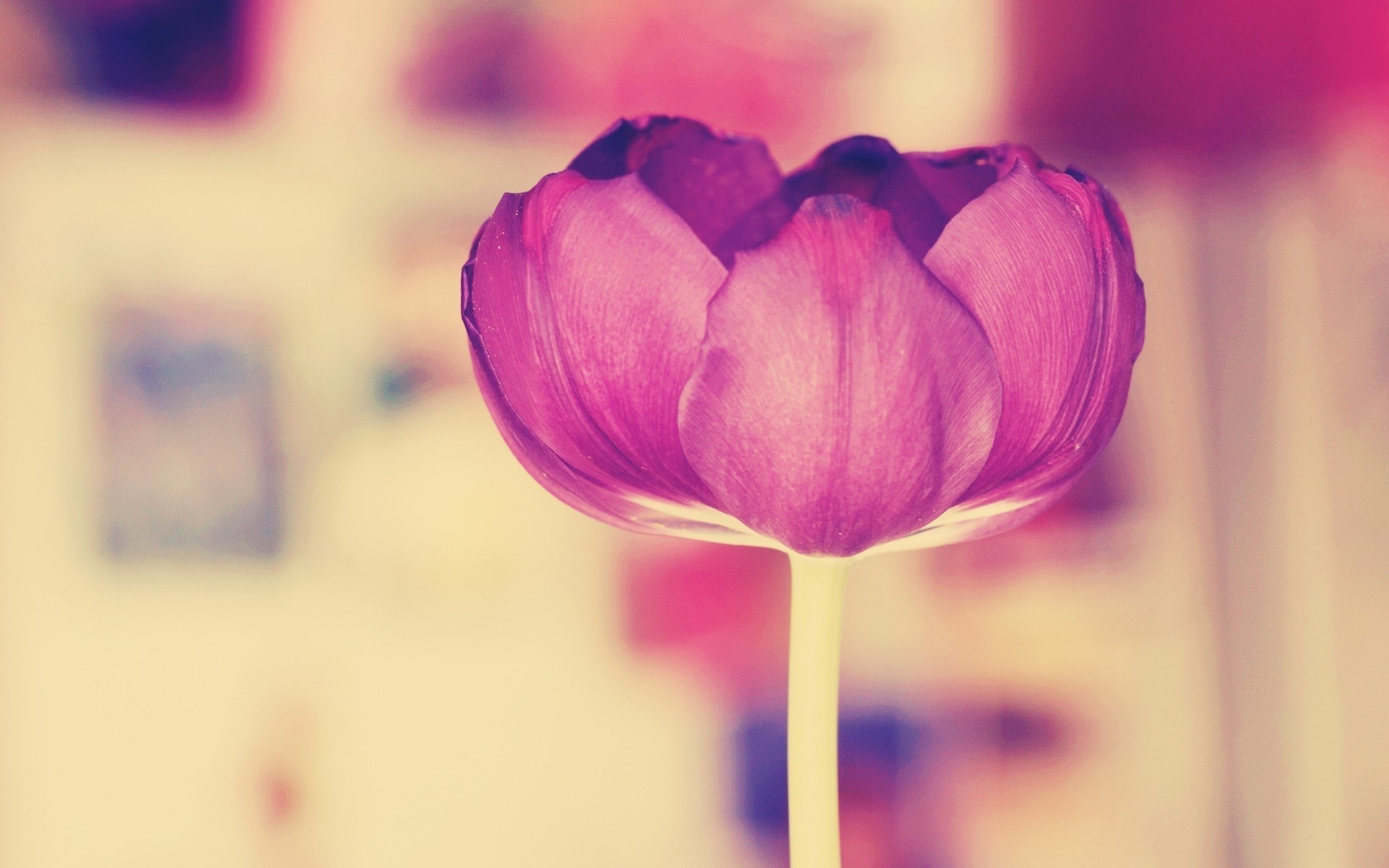 تصاویر زیبا از گل لاله