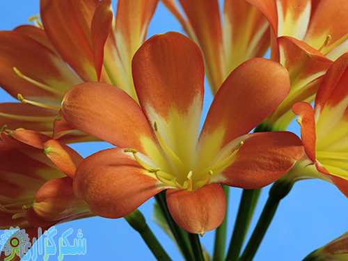نیمه شعبان