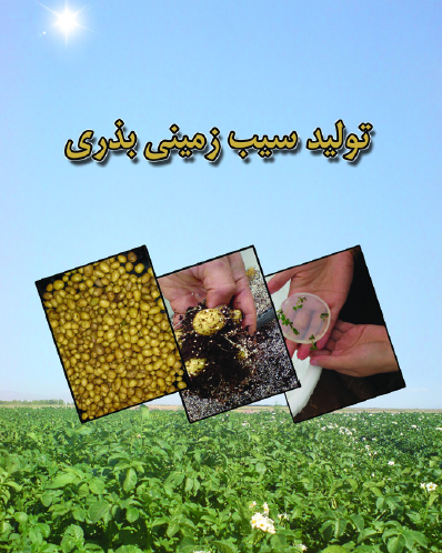 تولید سیب زمینی بذری
