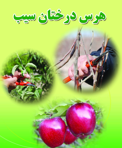 هرس درخت سیب