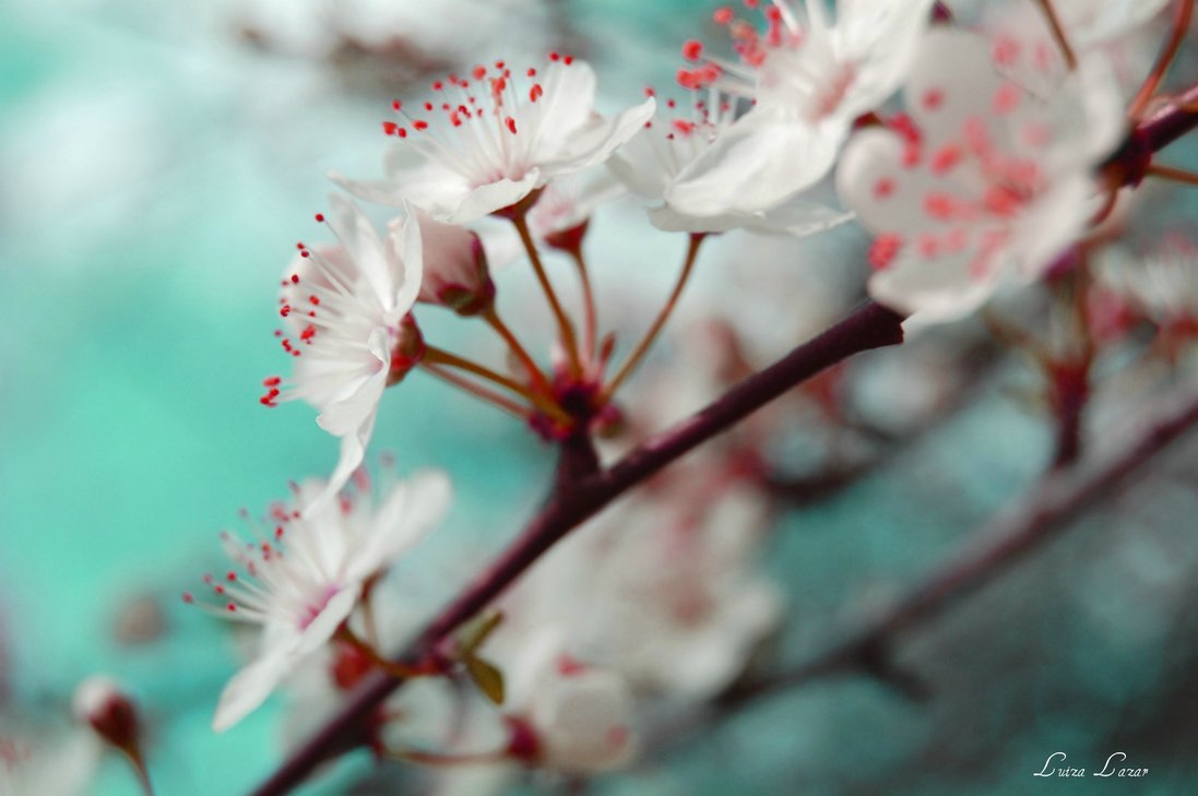 شکوفه های بهاری