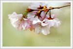 تصاویر زیبا و باکیفیت از شکوفه های بهاری