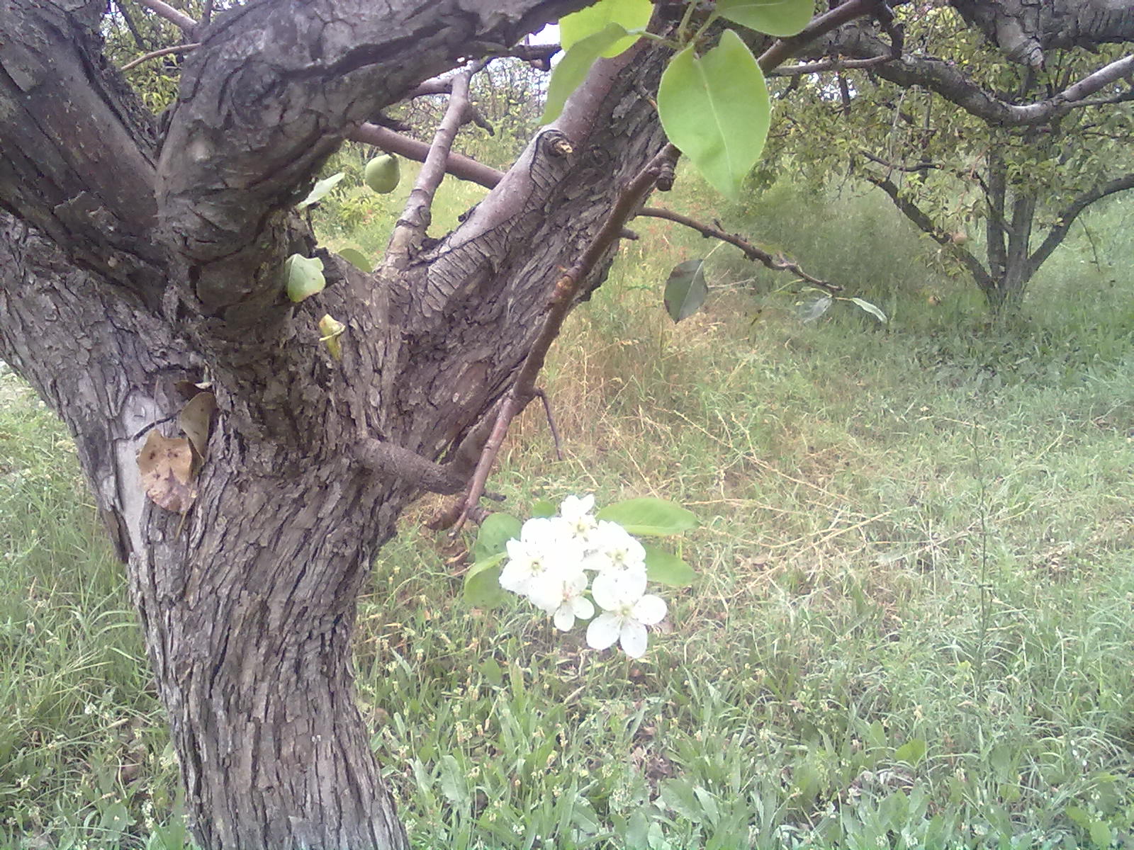 درخت گلابی فصل تابستان شکوفه میدهد