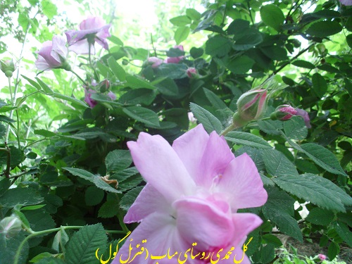 گل محمدی میاب