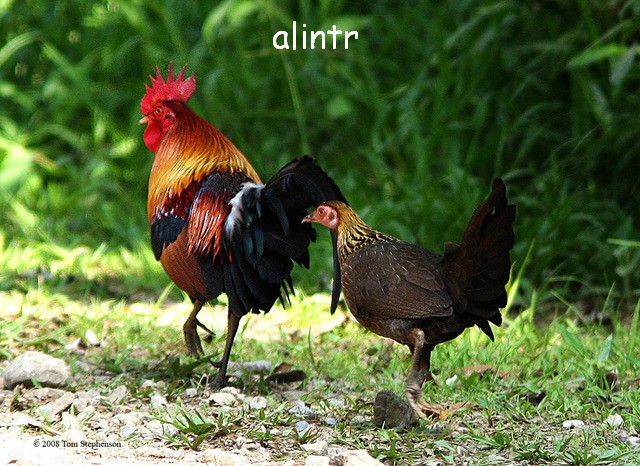 [تصویر: Red_jungle_fowl_rooster_and_hen_walking_away.jpg]