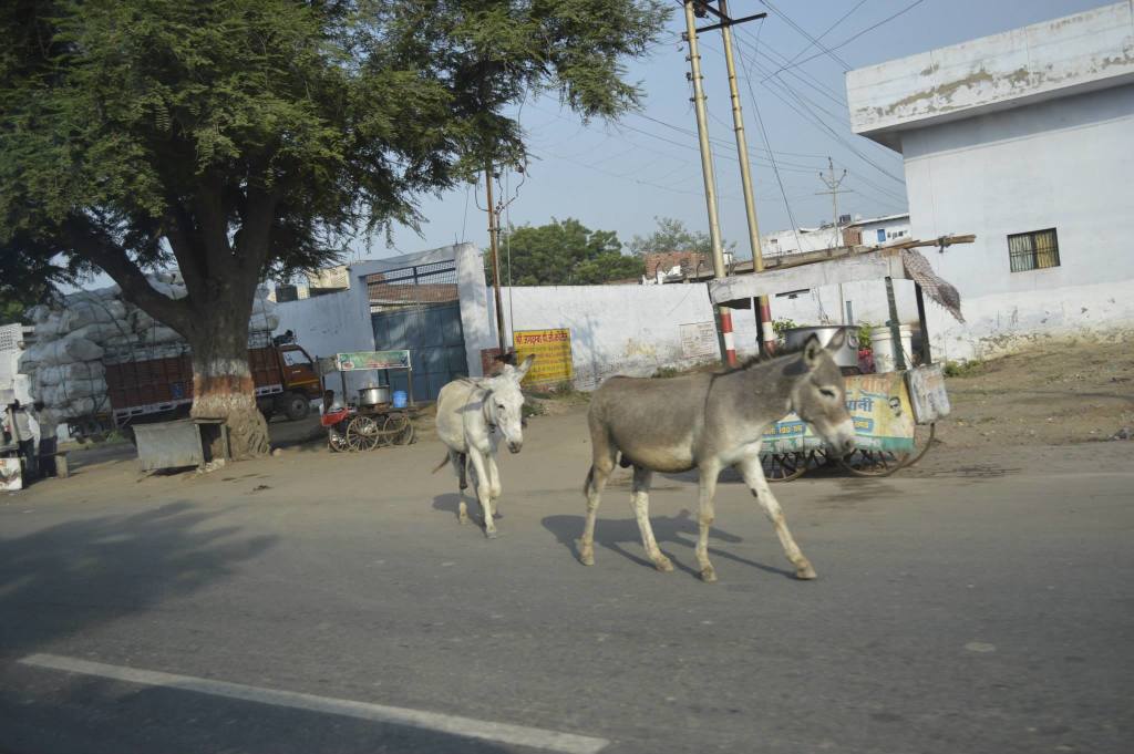 http://s6.picofile.com/file/8198207292/donkey_picture_agra_india_1024x681.jpg