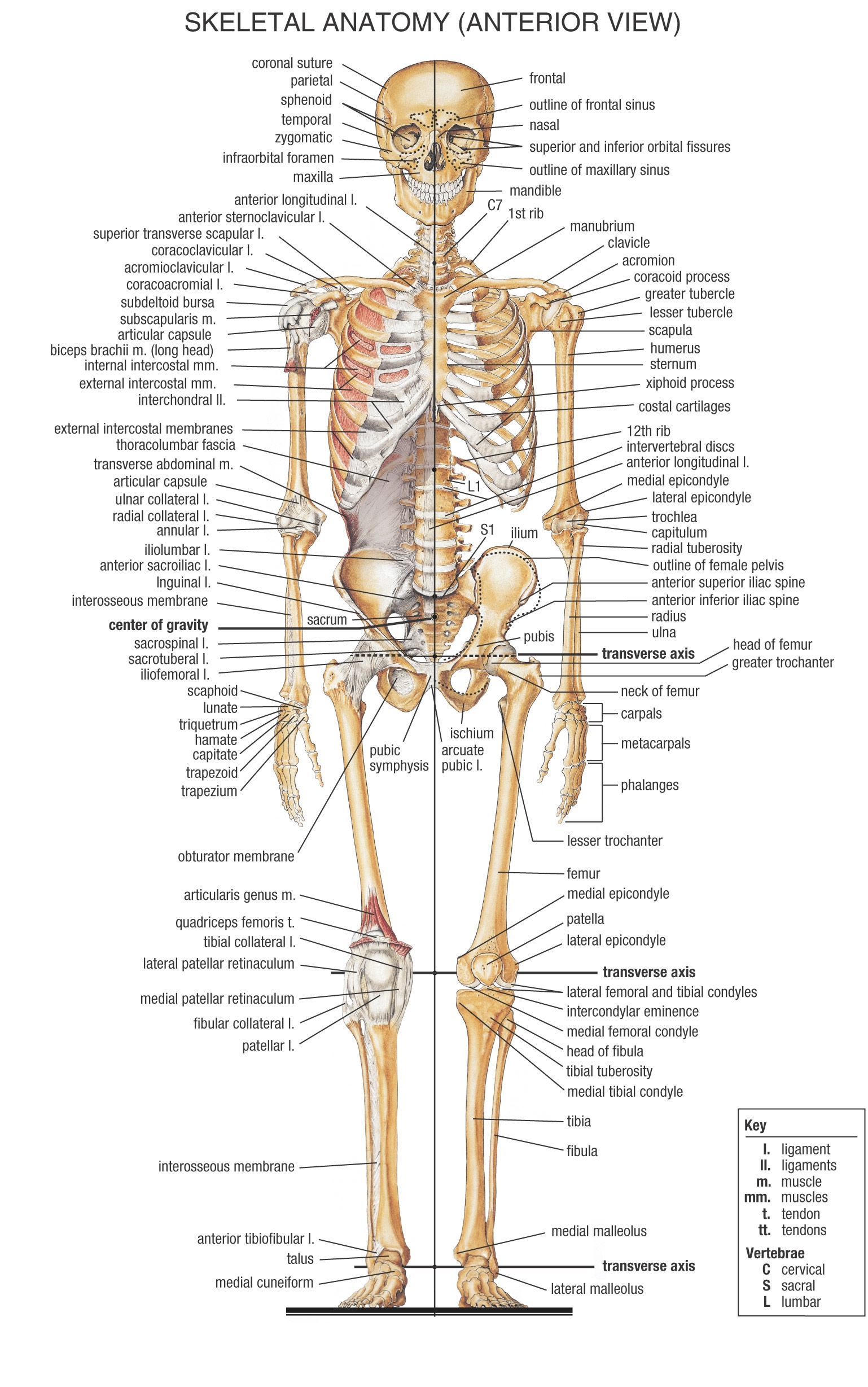 دانلود فیلم های آناتومی - جلسه 11 و استخوانهای توراکس