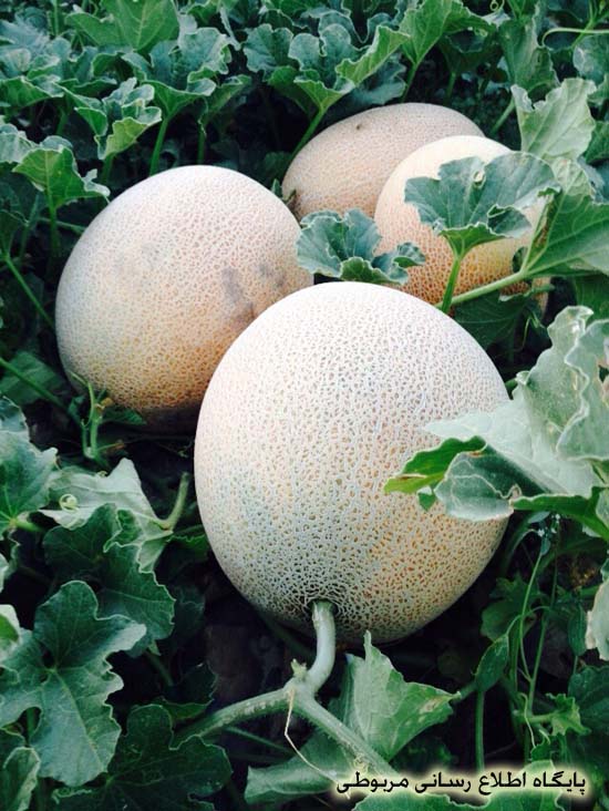 http://s6.picofile.com/file/8205721526/merbet_kohzad_1_.jpg