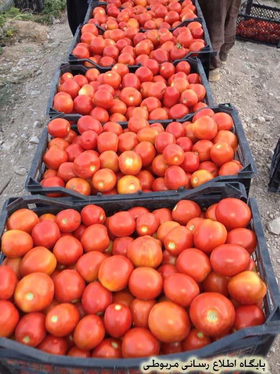 http://s6.picofile.com/file/8205721626/merbet_kohzad_7_.jpg