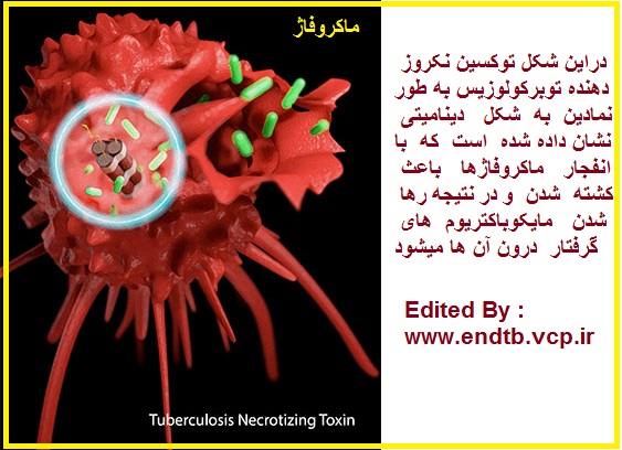 کشف نوعی توکسین جدید به عنوان یکی از عوامل کشندگی مایکوباکتریوم