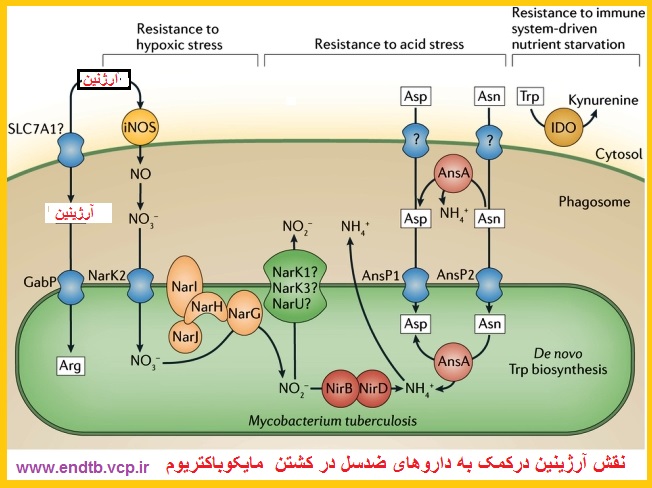 نقش احتمالی ال- آرژینین در درمان سل