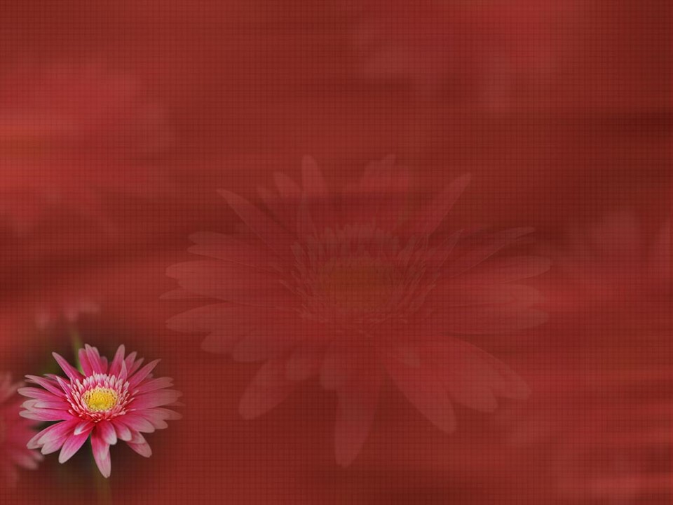 قالب پاورپوینت گل بسیار زیبا