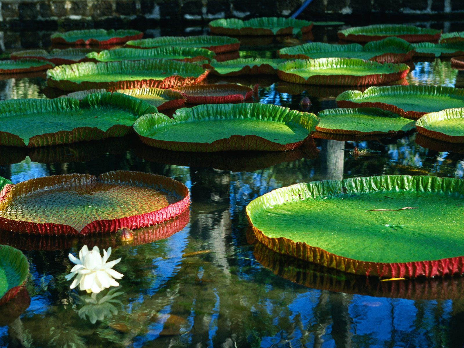 Giant_Victoria_Regia_Water_Lily.jpg