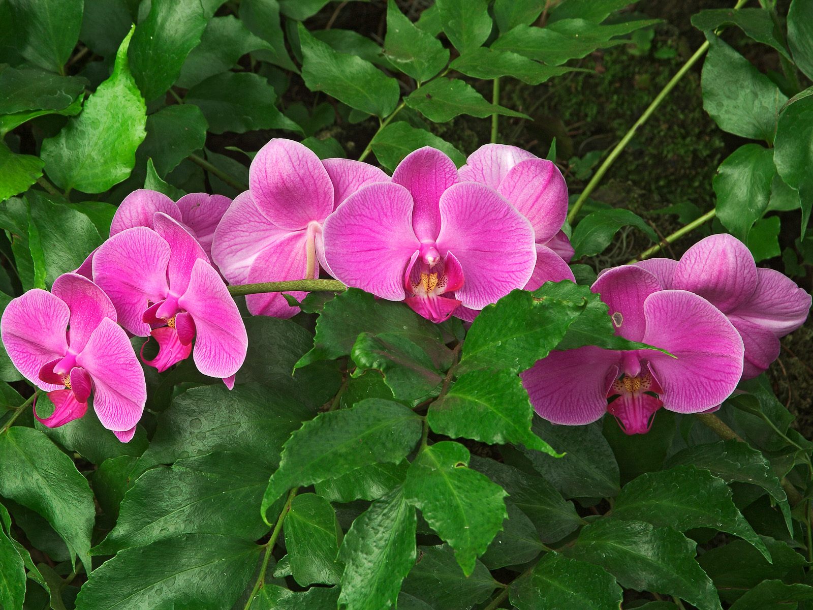 Hybrid_Orchid.jpg