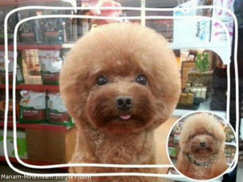 مدل جدید اصلاح موی سگ در تایوان
