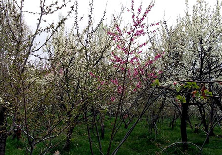 باغرود یکی از معروفترین مراکز گردشگری طبیعی در نیشابور