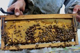 دانلود گزارش کار کاراموزی پرورش زنبور عسل به همراه طرح توجیهی