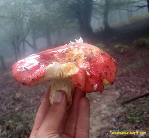 جنگل پیمایی جنگل پیمایی